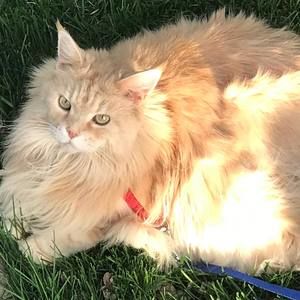 Meet your Posher, Chantall